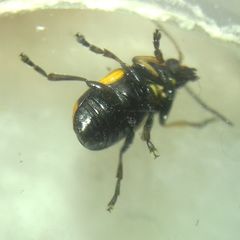 Cryptocephalus moraei