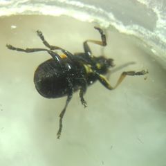 Cryptocephalus moraei