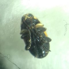 Cryptocephalus moraei