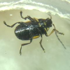 Cryptocephalus moraei