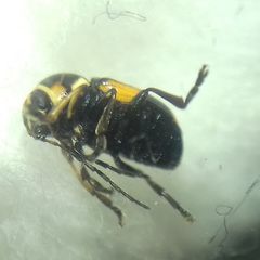 Cryptocephalus moraei