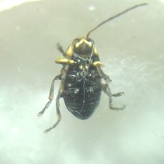 Cryptocephalus moraei