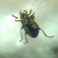 Cryptocephalus moraei