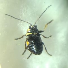 Cryptocephalus moraei