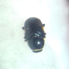 Cryptocephalus moraei