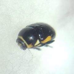 Cryptocephalus moraei