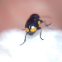 Cryptocephalus moraei