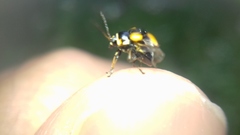 Cryptocephalus moraei