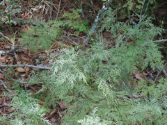 Trepocarpus aethusae