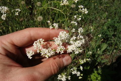 Galium octonarium