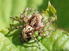 Oxyopes ramosus