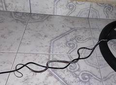 Imantodes gemmistratus luciodorsus