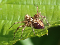Oxyopes ramosus