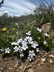 Phlox multiflora