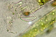 Cymbella
