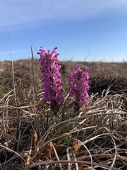 Pedicularis lanata
