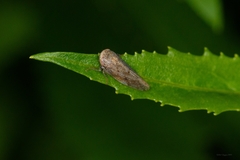 Paraphlepsius continuus