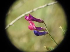 Vicia monantha