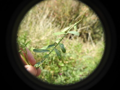 Vicia monantha