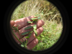 Vicia monantha