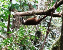 Xiphocolaptes albicollis