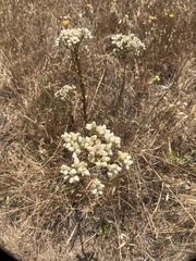 Pseudognaphalium leucocephalum