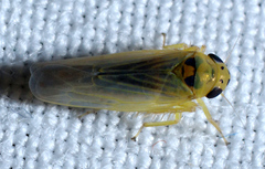 Macrosteles parvidens