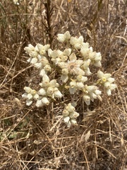 Pseudognaphalium leucocephalum