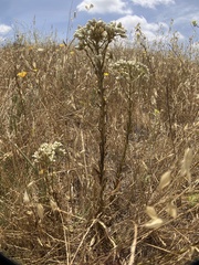 Pseudognaphalium leucocephalum