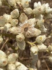Pseudognaphalium leucocephalum
