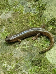 Desmognathus welteri