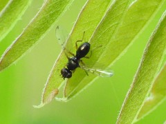 Rivellia maculipennis