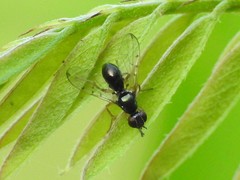 Rivellia maculipennis