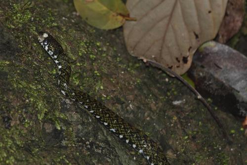 Photo of a Sabah Keelback (Hebius flavifrons)