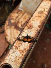 Acraea penelope