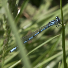 Enallagma laterale