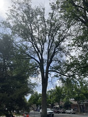 Ulmus thomasii