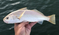Genyonemus lineatus