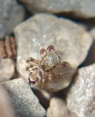 Habronattus texanus