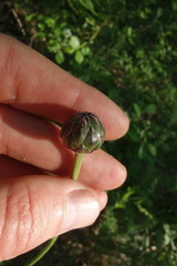 Klasea lycopifolia