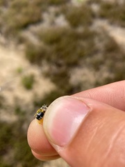 Andrena nasonii