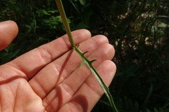 Klasea lycopifolia