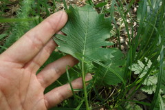 Klasea lycopifolia