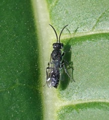 Myrmosidae