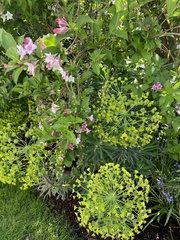 Levisticum officinale