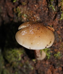Armillaria hinnulea