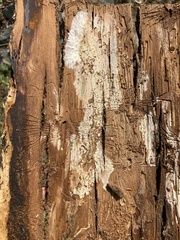 Scolytus quadrispinosus