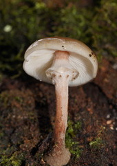 Armillaria hinnulea