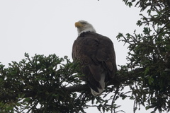 Haliaeetus leucocephalus
