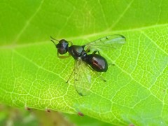 Rivellia maculipennis